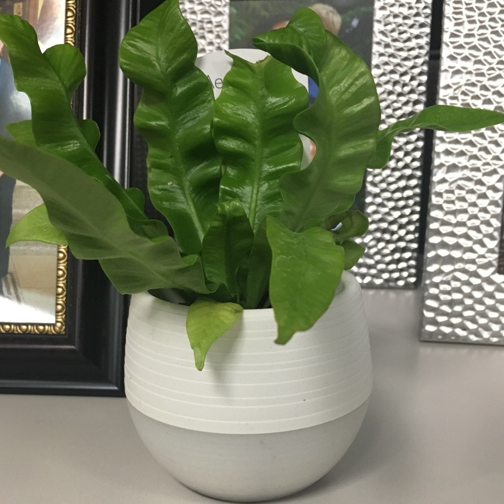 Meet your Posher, Danica